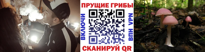 Псилоцибиновые грибы Psilocybe  Купить закладки  Ильский 